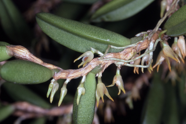 APII jpeg image of Bulbophyllum lamingtonense  © contact APII