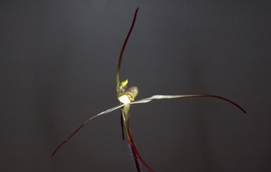 APII jpeg image of Caladenia  © contact APII