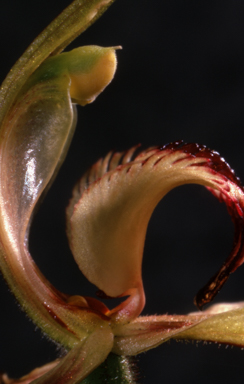 APII jpeg image of Caladenia clavigera x patersonii  © contact APII