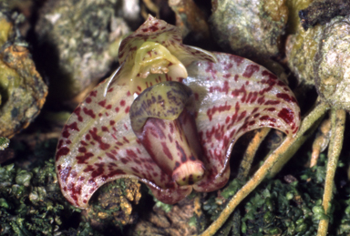 APII jpeg image of Bulbophyllum weinthalii  © contact APII