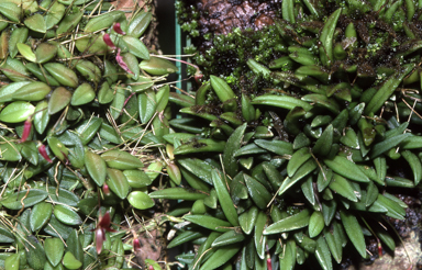 APII jpeg image of Bulbophyllum sladeanum,<br/>Bulbophyllum macphersonii  © contact APII