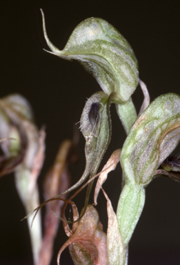 APII jpeg image of Pterostylis  © contact APII