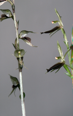 APII jpeg image of Acianthus fornicatus  © contact APII