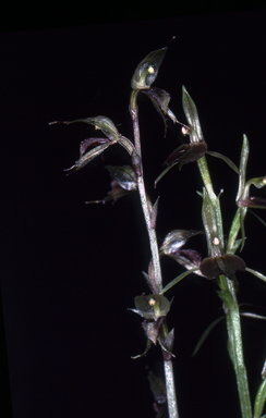 APII jpeg image of Acianthus fornicatus  © contact APII