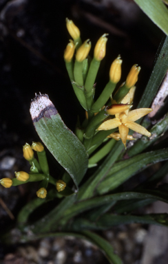 APII jpeg image of Apostasia stylidioides  © contact APII