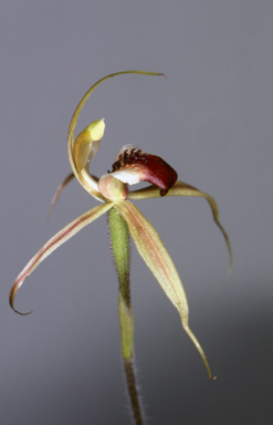 APII jpeg image of Caladenia clavigera  © contact APII