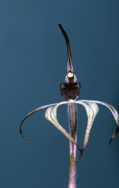 APII jpeg image of Caladenia drummondii  © contact APII