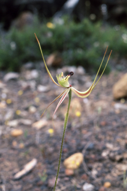 APII jpeg image of Caladenia falcata  © contact APII