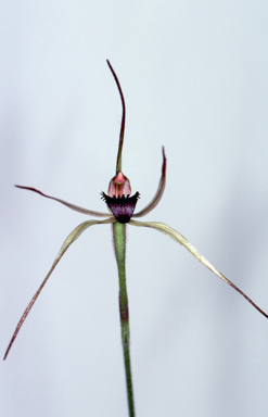 APII jpeg image of Caladenia orestes  © contact APII