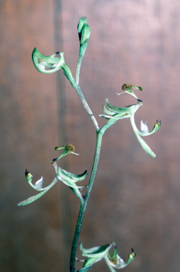 APII jpeg image of Arthrochilus irritabilis  © contact APII