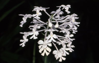 APII jpeg image of Calanthe australasica  © contact APII