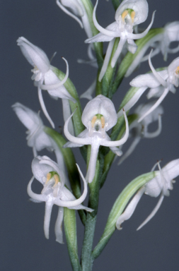 APII jpeg image of Pecteilis propinquior  © contact APII