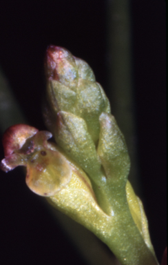 APII jpeg image of Microtis orbicularis  © contact APII