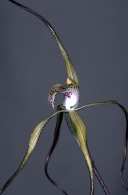 APII jpeg image of Caladenia polychroma  © contact APII