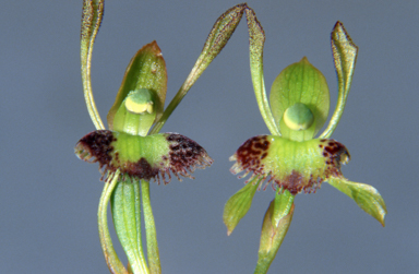 APII jpeg image of Leporella fimbriata  © contact APII