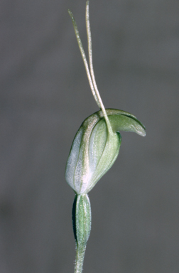 APII jpeg image of Pterostylis nana  © contact APII