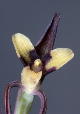 APII jpeg image of Lyperanthus suaveolens  © contact APII