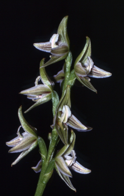 APII jpeg image of Prasophyllum striatum  © contact APII