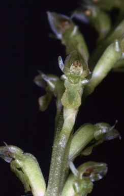 APII jpeg image of Microtis brownii  © contact APII