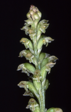 APII jpeg image of Microtis media  © contact APII