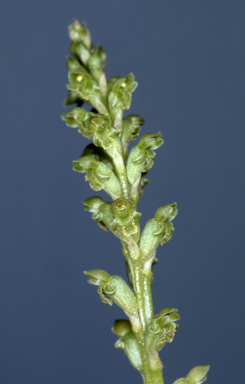 APII jpeg image of Microtis unifolia  © contact APII