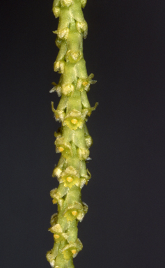 APII jpeg image of Oberonia complanata  © contact APII