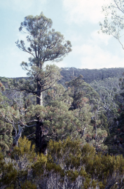 APII jpeg image of Athrotaxis selaginoides  © contact APII