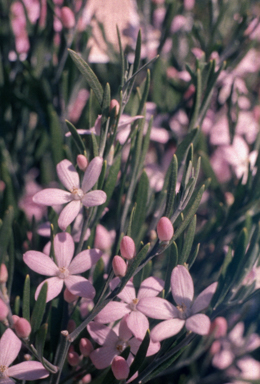 APII jpeg image of Eriostemon australasius  © contact APII