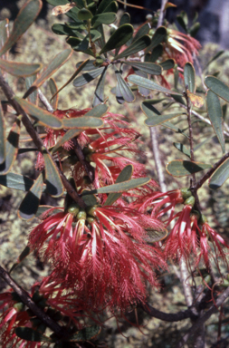 APII jpeg image of Calothamnus homalophyllus  © contact APII
