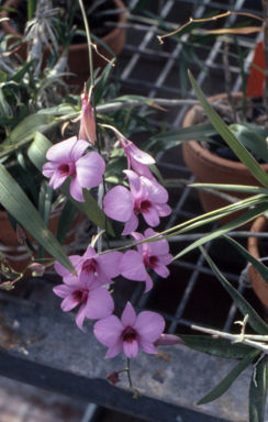 APII jpeg image of Dendrobium biggibum  © contact APII