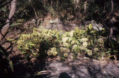 APII jpeg image of Dendrobium speciosum  © contact APII