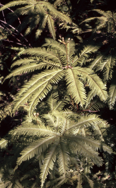 APII jpeg image of Sticherus flabellatus  © contact APII