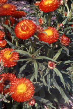 APII jpeg image of Xerochrysum 'Hot Bikini'  © contact APII