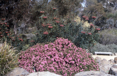 APII jpeg image of Pimelea 'Bonne Petite'  © contact APII