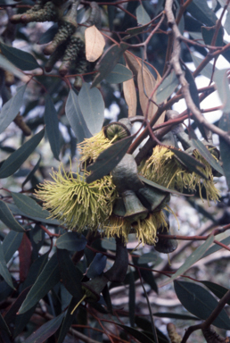 APII jpeg image of Eucalyptus megacornuta  © contact APII