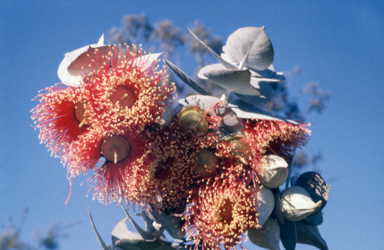 APII jpeg image of Eucalyptus rhodantha  © contact APII
