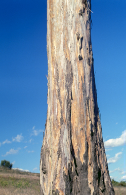 APII jpeg image of Eucalyptus tereticornis  © contact APII