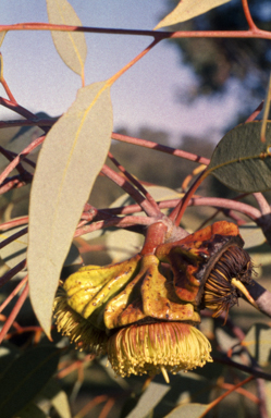 APII jpeg image of Eucalyptus youngiana  © contact APII