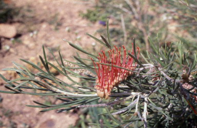 APII jpeg image of Grevillea baxteri  © contact APII