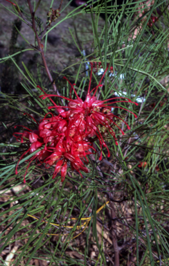 APII jpeg image of Grevillea longistyla  © contact APII