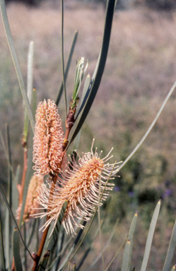 APII jpeg image of Hakea multilineata  © contact APII