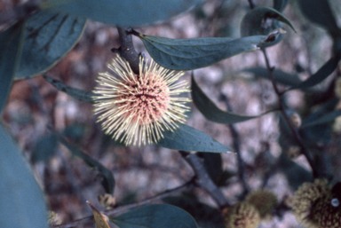 APII jpeg image of Hakea petiolaris  © contact APII