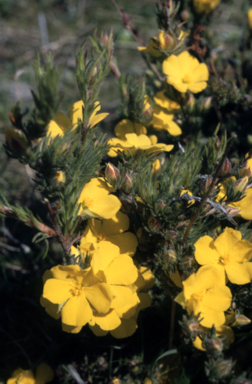 APII jpeg image of Hibbertia fasciculata  © contact APII