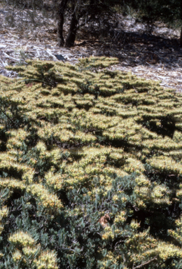 APII jpeg image of Homoranthus papilatus  © contact APII