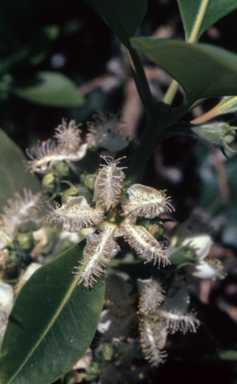 APII jpeg image of Lophostemon confertus  © contact APII