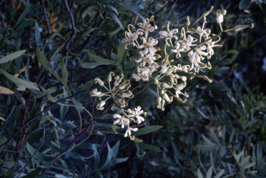 APII jpeg image of Lomatia silaifolia  © contact APII