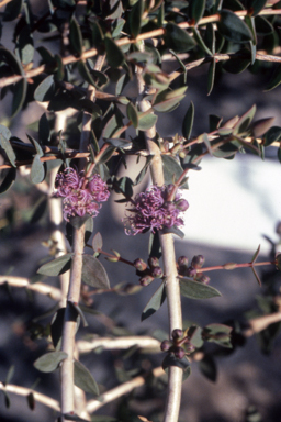 APII jpeg image of Melaleuca violacea  © contact APII