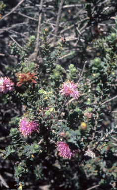 APII jpeg image of Phymatocarpus maxwellii  © contact APII