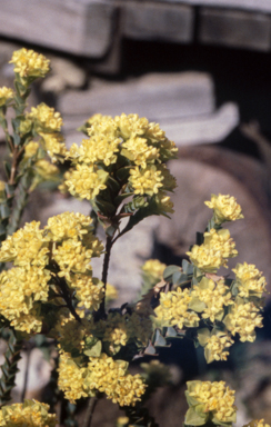 APII jpeg image of Pimelea flava  © contact APII