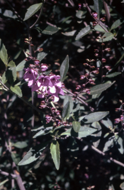 APII jpeg image of Prostanthera ovalifolia  © contact APII